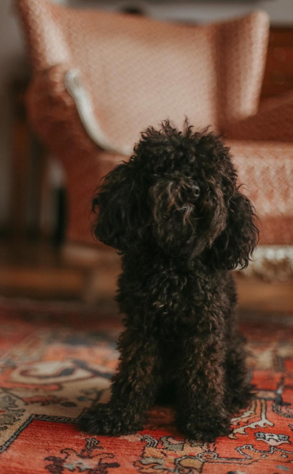 Promenade Hotel Liepāja Exterior foto A black toy poodle